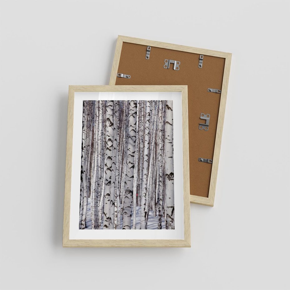 Plakat w ramie 30x40 - Lśniące Brzozy - brzozy, las - rama drewno
