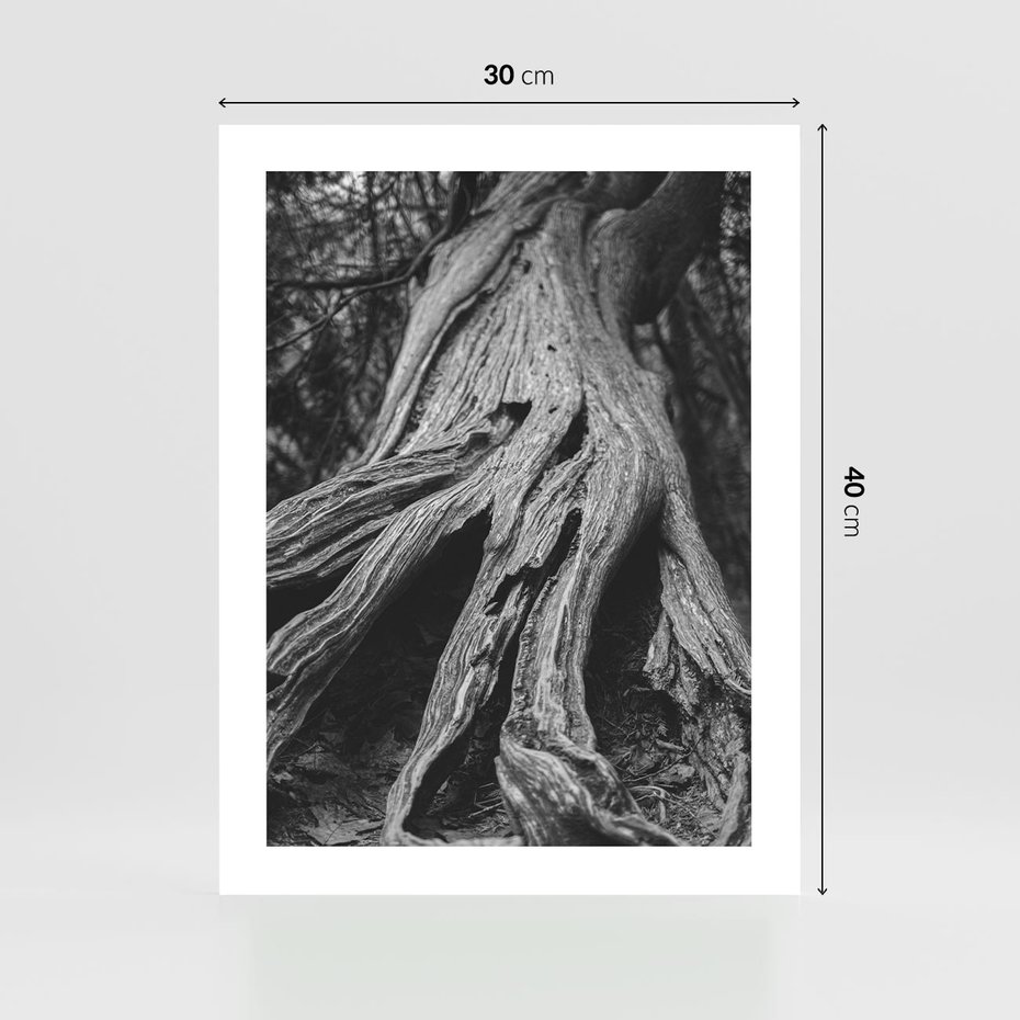 Plakat bez ramy 30x40 - Siła Natury - czarno biała fotografia, korzenie wielkiego drzewa