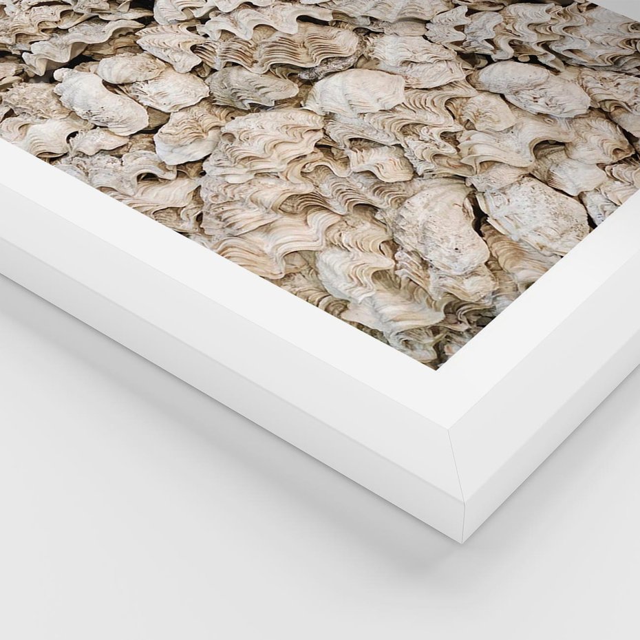 Plakat w ramie 40x50 - Symfonia Natury - kompozycja z białych muszli - rama biała