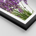 Plakat w ramie 30x40 - Pola lawendy w pełnym rozkwicie - lawenda, kwiaty - rama czarna