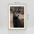 Plakat w ramie 50x70 - Spokojny jeleń - jeleń, las - rama drewno