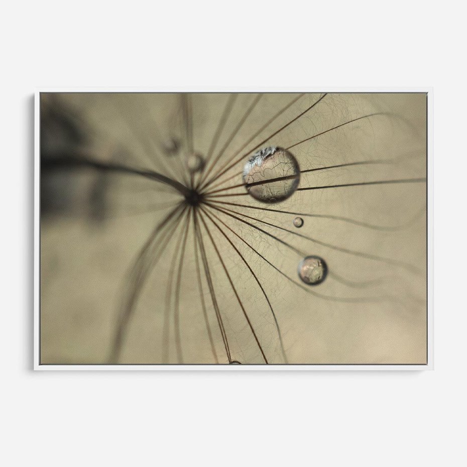 Obraz w ramie 120x80 - Delikatność dmuchawców - dmuchawce, krople - rama biała