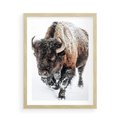 Plakat w ramie 50x70 - Zimowy Władca Puszczy - żubr, bizon - rama drewno