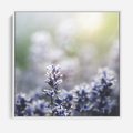 Obraz w ramie 50x50 - Delikatna Uroda Natury - wrzosy, fiolet - rama biała