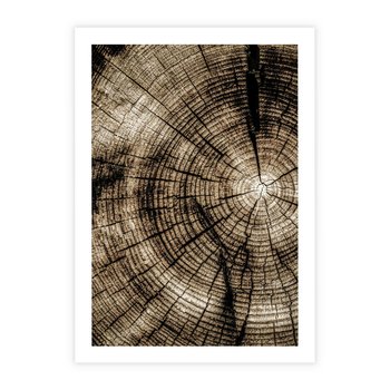 Plakat bez ramy 21x30 - Natura Pod Lupą - pień drzewa, przekrój