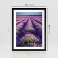Plakat w ramie 40x50 - Malownicze Pole Lawendy - lawenda, pole - rama czarna