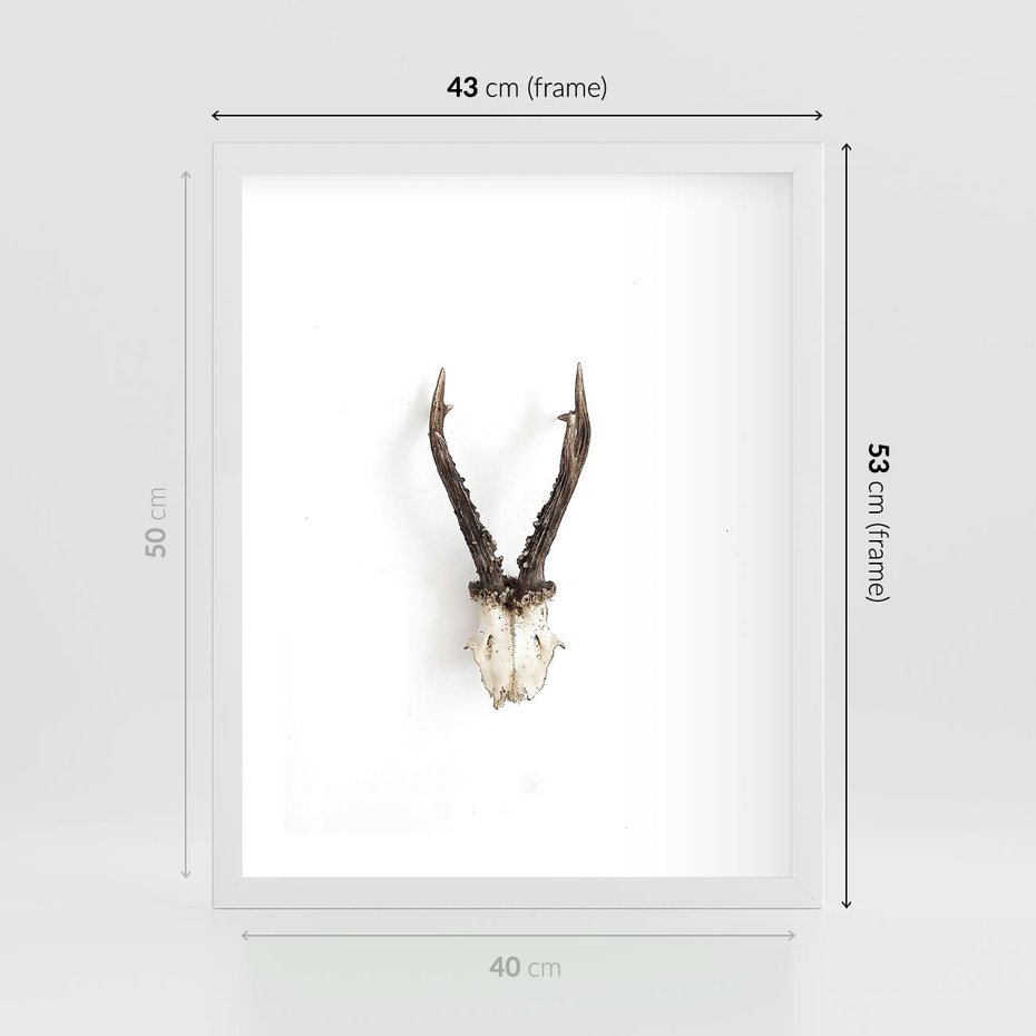 Plakat w ramie 40x50 - Minimalistyczne Poroże Jelenia - poroże jelenia na ścianie, minimalizm - rama biała