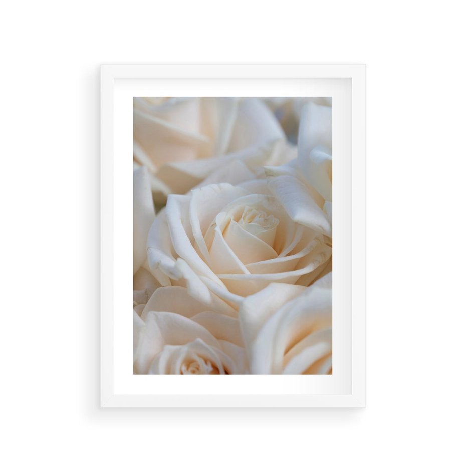 Plakat w ramie 30x40 - Białe róże piękności - białe, róże - rama biała