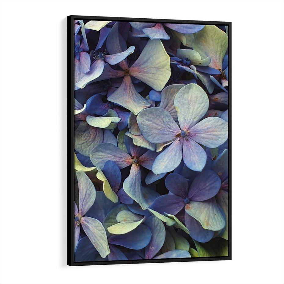 Obraz w ramie 50x70 - Hortensja - delikatność kwiatów - hortensja, kwiaty - rama czarna