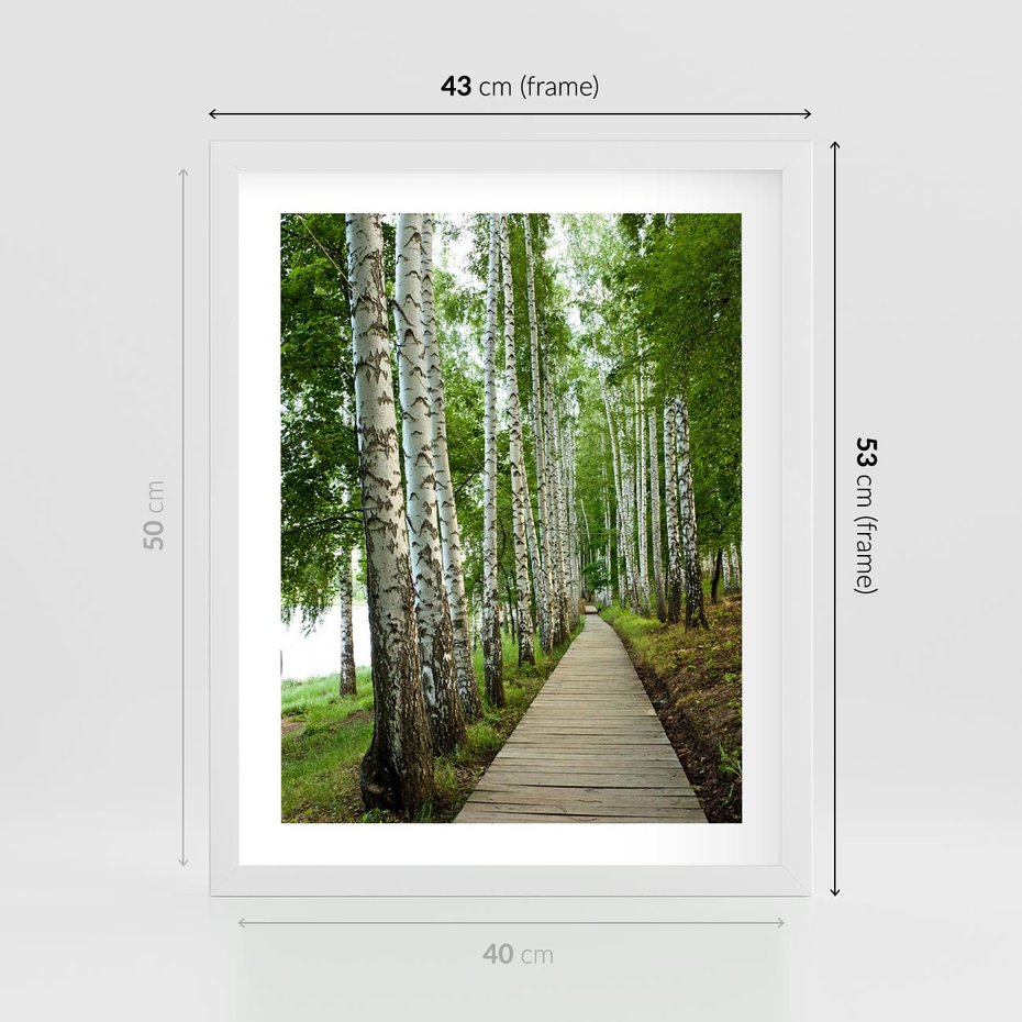 Plakat w ramie 40x50 - Spacer ścieżką przez brzozowy las - las, ścieżka - rama biała
