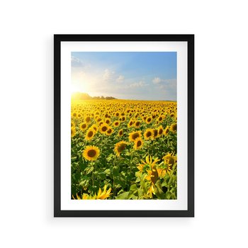 Plakat w ramie 30x40 - Idylla na łące słoneczników - łąka, słoneczniki - rama czarna