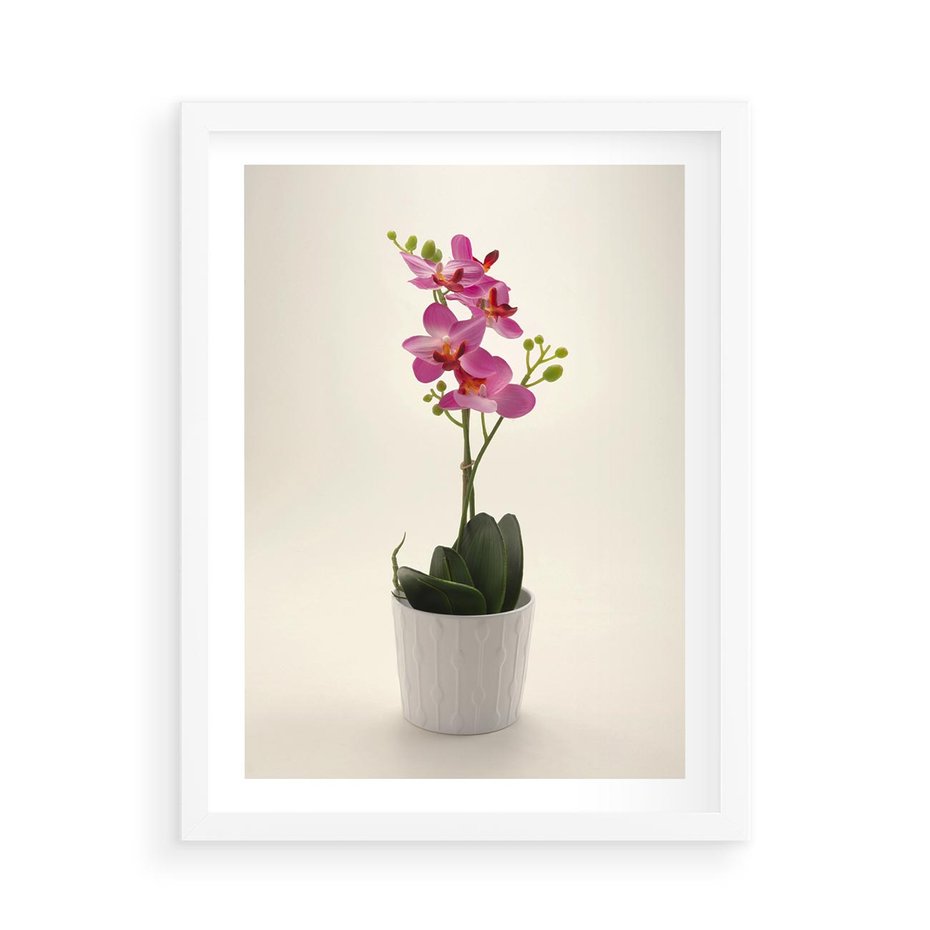 Plakat w ramie 50x70 - Delikatność storczyka orchidei - storczyk, orchidea - rama biała