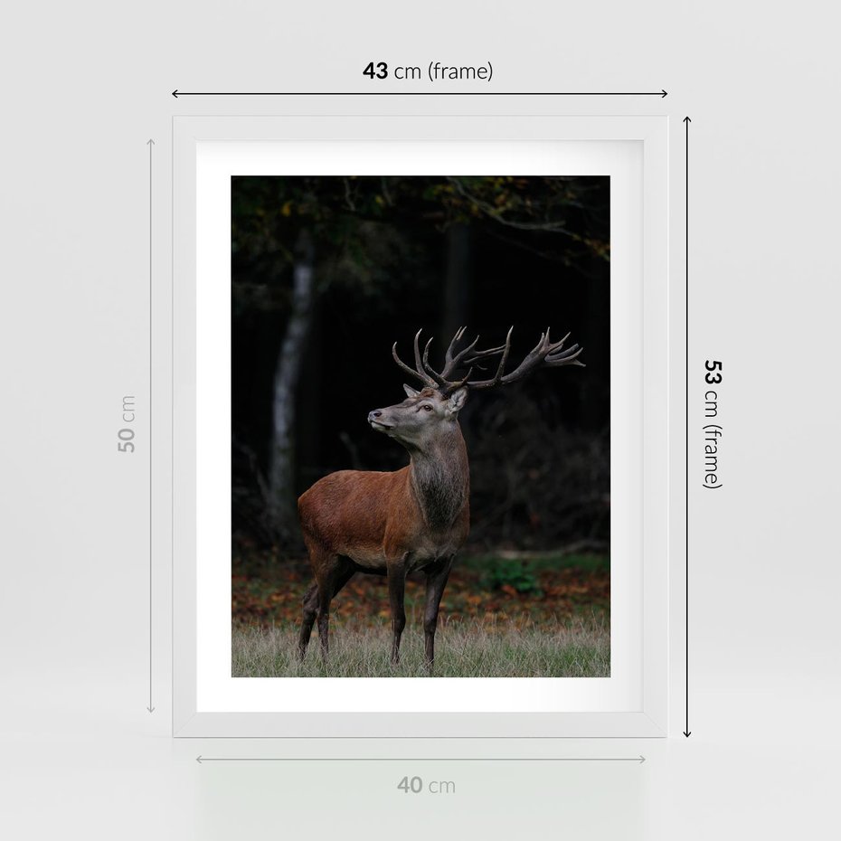 Plakat w ramie 40x50 - Spotkanie z naturą - jeleń, las - rama biała
