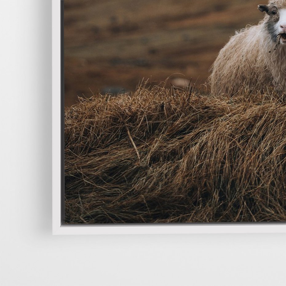 Obraz w ramie 50x70 - Owiecka panorama - góry, owca - rama biała