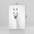 Obraz na płótnie 70x100 - Elegancja białego konia - biały, koń