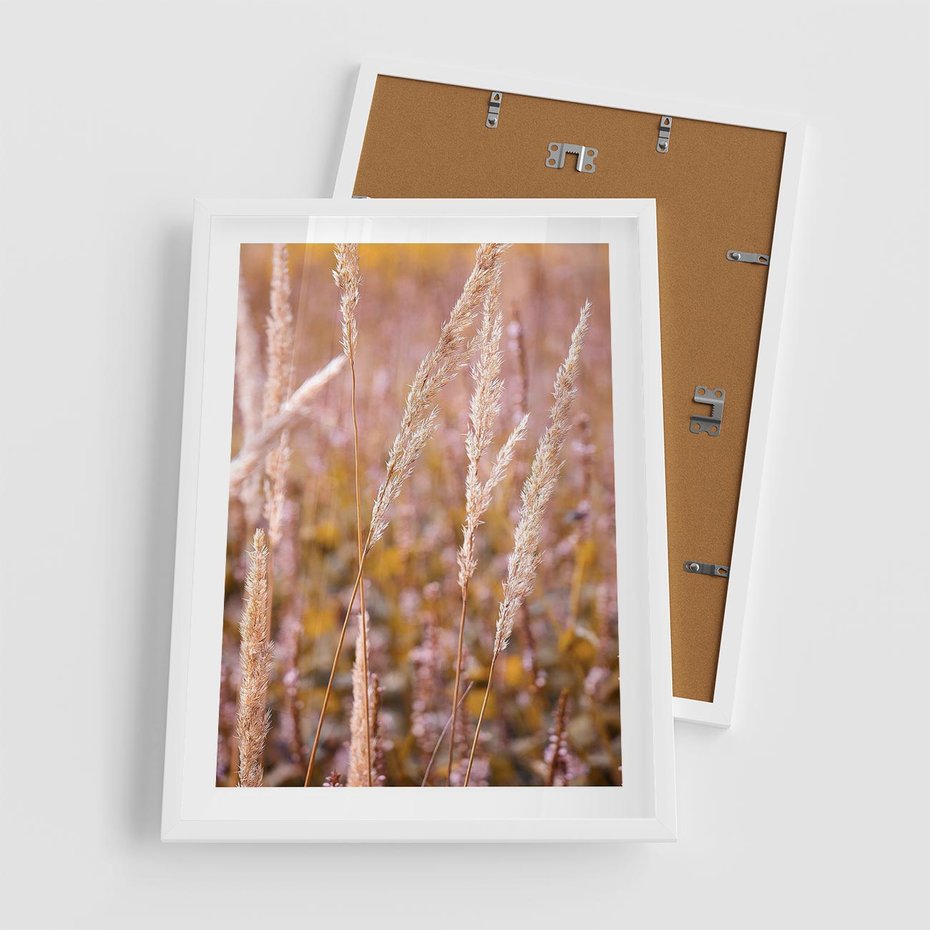 Plakat w ramie 50x70 - Sucha Trawa w Sierpniu - trawy, łąka - rama biała