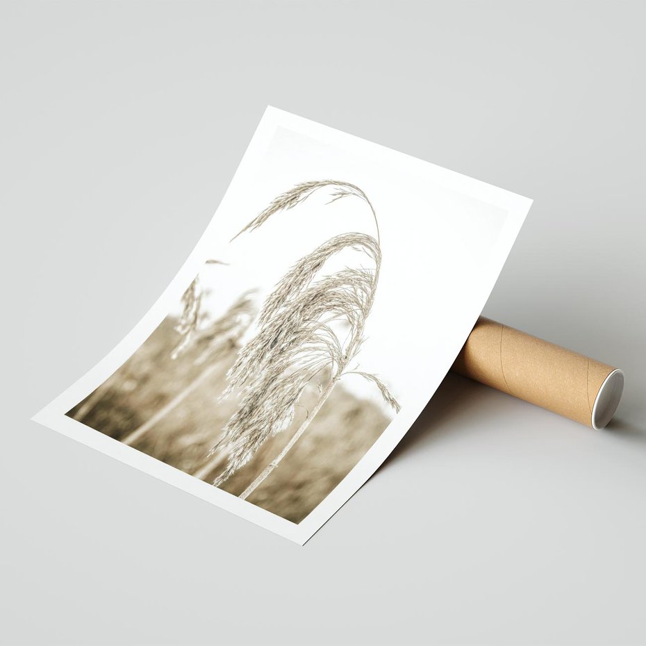 Plakat bez ramy 21x30 - Ujęcie Suchych Traw - suche trawy, zbliżenie