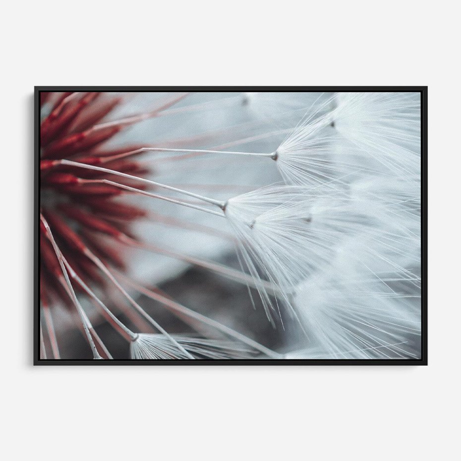 Obraz w ramie 100x70 - Makro świat dmuchawca - dmuchawiec, makro - rama czarna