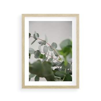 Plakat w ramie 40x50 - Liście eukaliptusa w naturze - eukaliptus, liście - rama drewno