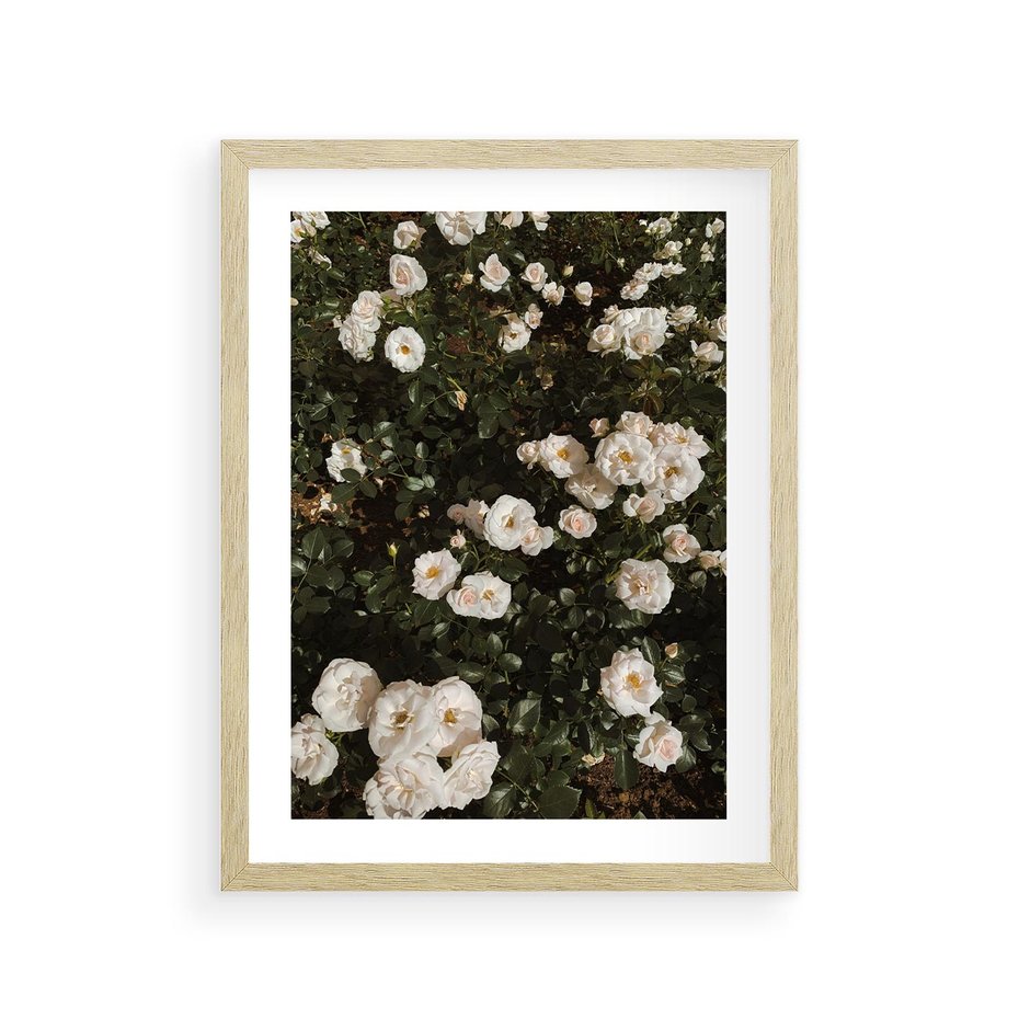 Plakat w ramie 30x40 - Czyste Piękno - białe kwiaty, białe róże - rama drewno