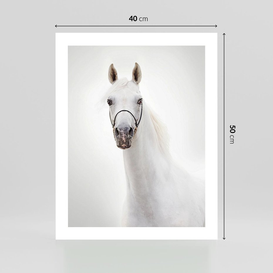 Plakat bez ramy 40x50 - Elegancja białego konia - biały, koń