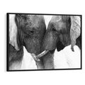 Obraz w ramie 70x50 - Spotkanie Mądrości - fotografia czarno biała, dwa słonie - rama czarna