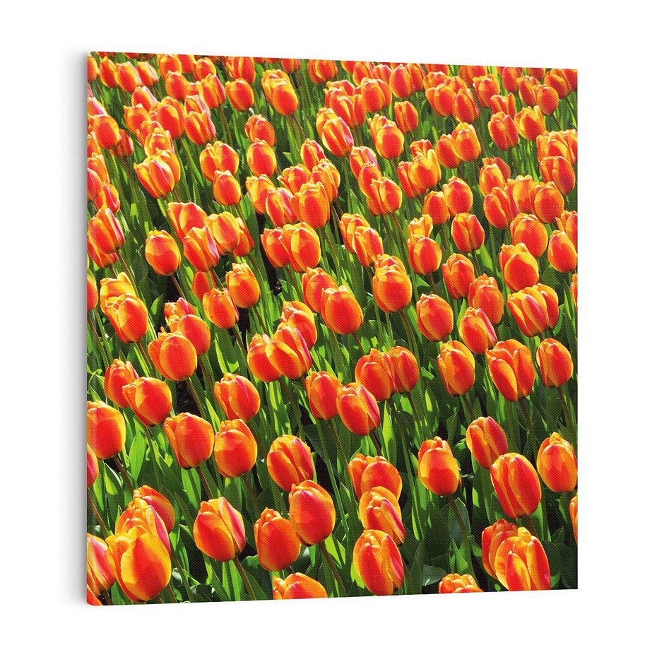 Obraz na płótnie 50x50 - Tulipanowa eksplozja - tulipany, kwiaty