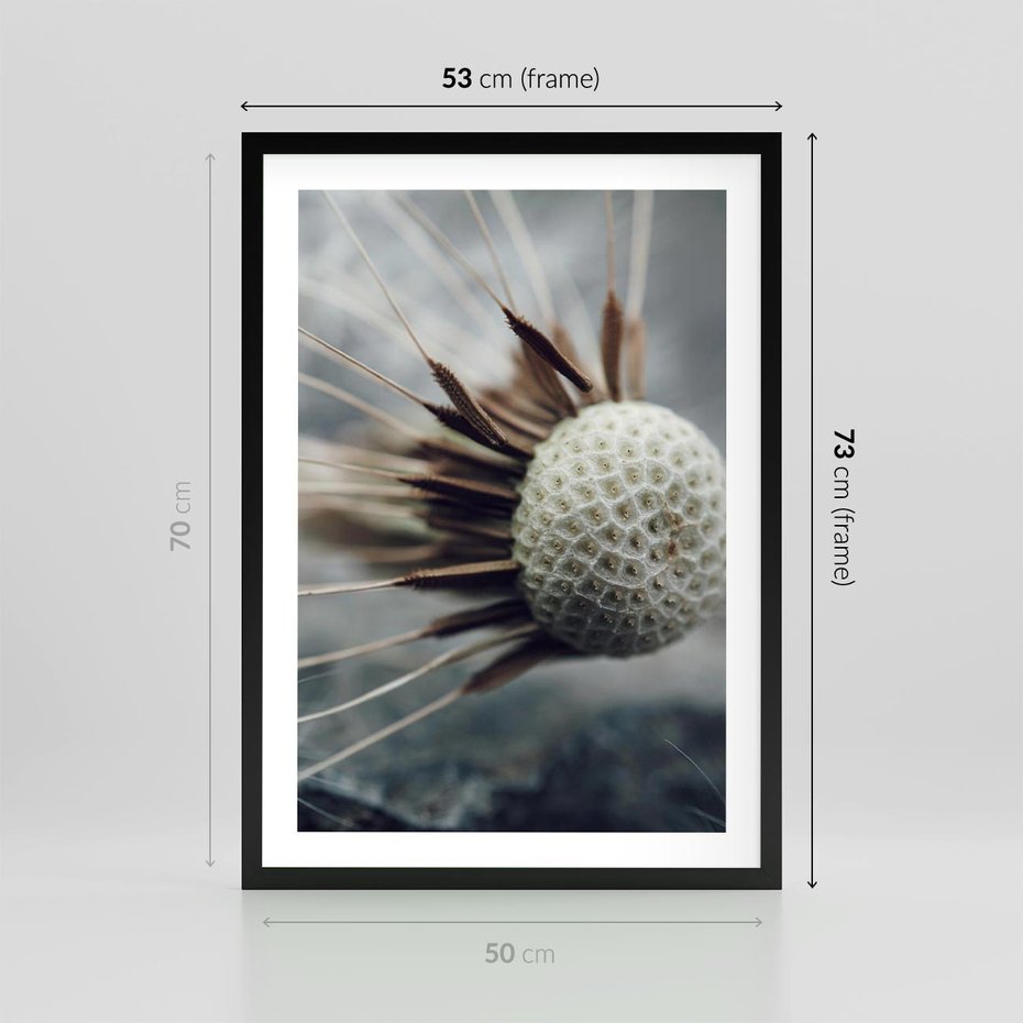 Plakat w ramie 50x70 - Makro Dmuchawiec - dmuchawiec, zbliżenie - rama czarna
