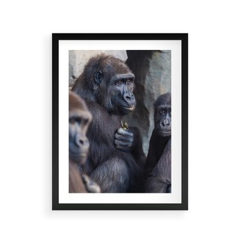Plakat w ramie 30x40 - Małpy w ich naturalnym środowisku - małpy, szympansy - rama czarna