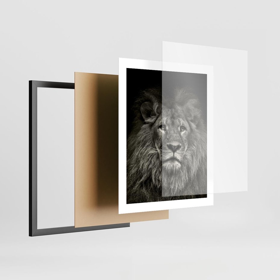 Plakat w ramie 40x50 - Moc lewego spojrzenia - lew, czarno - rama czarna