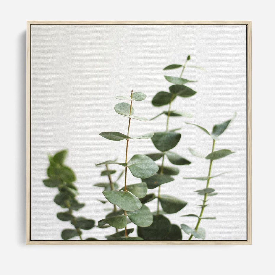 Obraz w ramie 50x50 - Żywa eukaliptusowa zieleń - eukaliptus, zielone - rama drewno