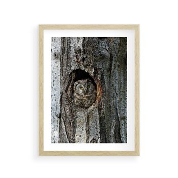 Plakat w ramie 50x70 - Tajemniczy W świecie Nocy - sowa, dziupla - rama drewno