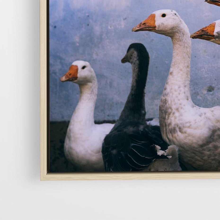 Obraz w ramie 120x80 - Spotkanie Wśród Piór - uchwycony moment, fotografia - rama drewno