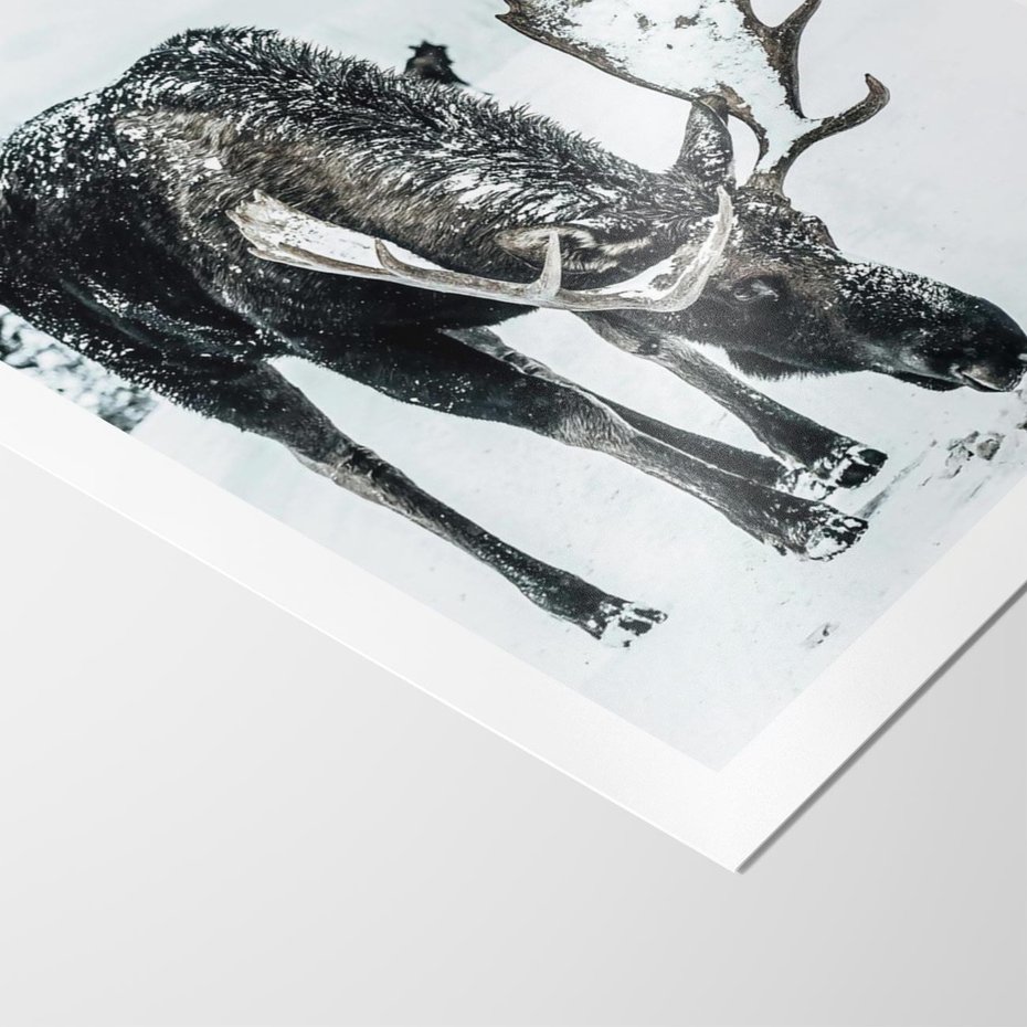 Plakat bez ramy 50x70 - Zimowy Portret Łosia - łoś w zimowej scenerii