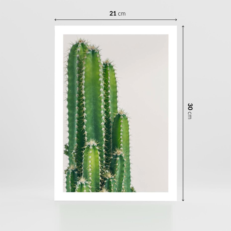 Plakat bez ramy 21x30 - Minimalistyczne Kaktusy na Białym Tle - kaktusy, minimalistyczna fotografia