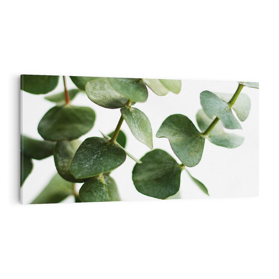 Obraz na płótnie 100x50 - Zielone eukaliptusy - eukaliptus, liście