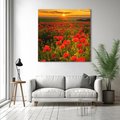 Obraz na płótnie 40x40 - Maki przy zachodzie słońca - maki, zachód