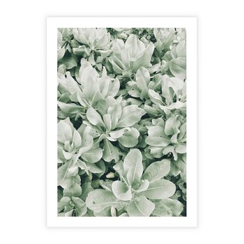 Plakat bez ramy 21x30 - Liście w Jasnych Odcieniach Zielonego - liście, jasna zieleń fotografia