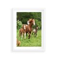 Plakat w ramie 30x40 - Galopujące konie - konie, galop - rama biała