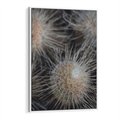 Obraz w ramie 70x100 - Ulotna Piękność Natury - makro, dmuchawce - rama biała