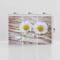 Obraz na płótnie 120x80 - Stokrotkowa Delikatność - stokrotka, kwiaty