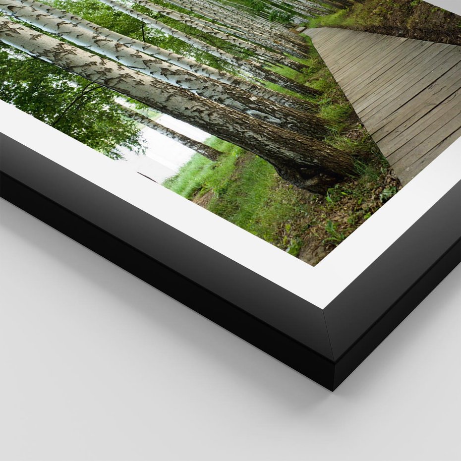 Plakat w ramie 30x40 - Spacer ścieżką przez brzozowy las - las, ścieżka - rama czarna