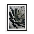 Plakat w ramie 50x70 - Sukulenty wśród kaktusów - sukulenty, kaktusy - rama czarna