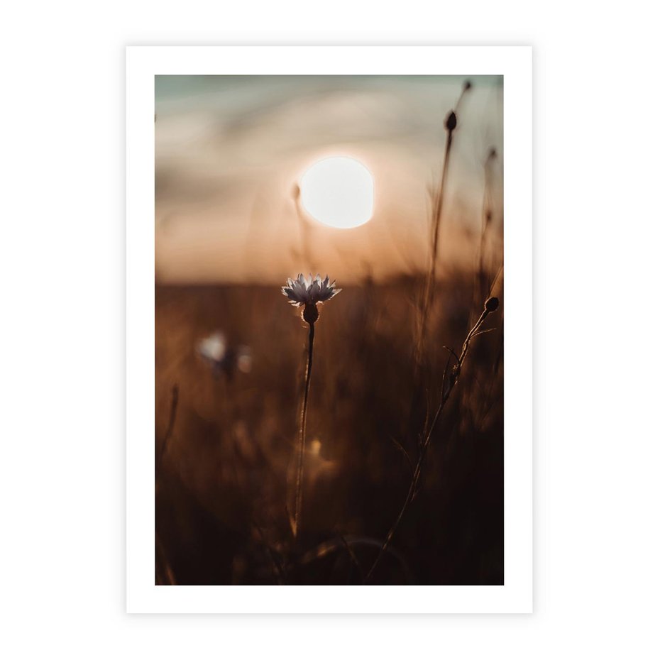 Plakat bez ramy 21x30 - Spokój łąki pod zachodem słońca - zachód, słońca