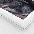 Plakat w ramie 40x50 - Małpy w ich naturalnym środowisku - małpy, szympansy - rama biała