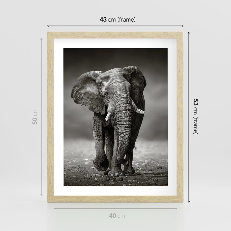 Plakat w ramie 40x50 - Majestatyczny słoń Afryki - słoń, Afryka - rama drewno
