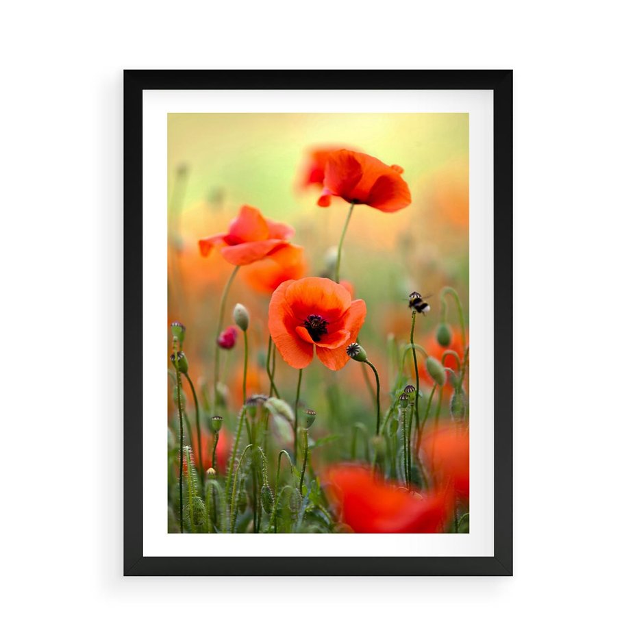 Plakat w ramie 50x70 - Makowa Pasja - maki, kwiaty - rama czarna