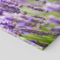 Obraz na płótnie 80x120 - Urok lawendy - lawenda, kwiaty