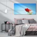 Obraz na płótnie 100x50 - Tulipanowy zachwyt - tulipany, kwiaty