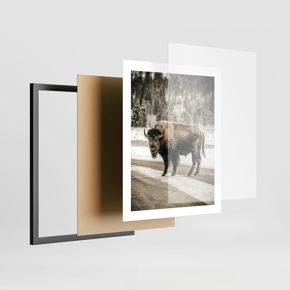 Plakat w ramie 40x50 - Spotkanie z Żubrem na Leśnej Drodze - żubr, las - rama czarna